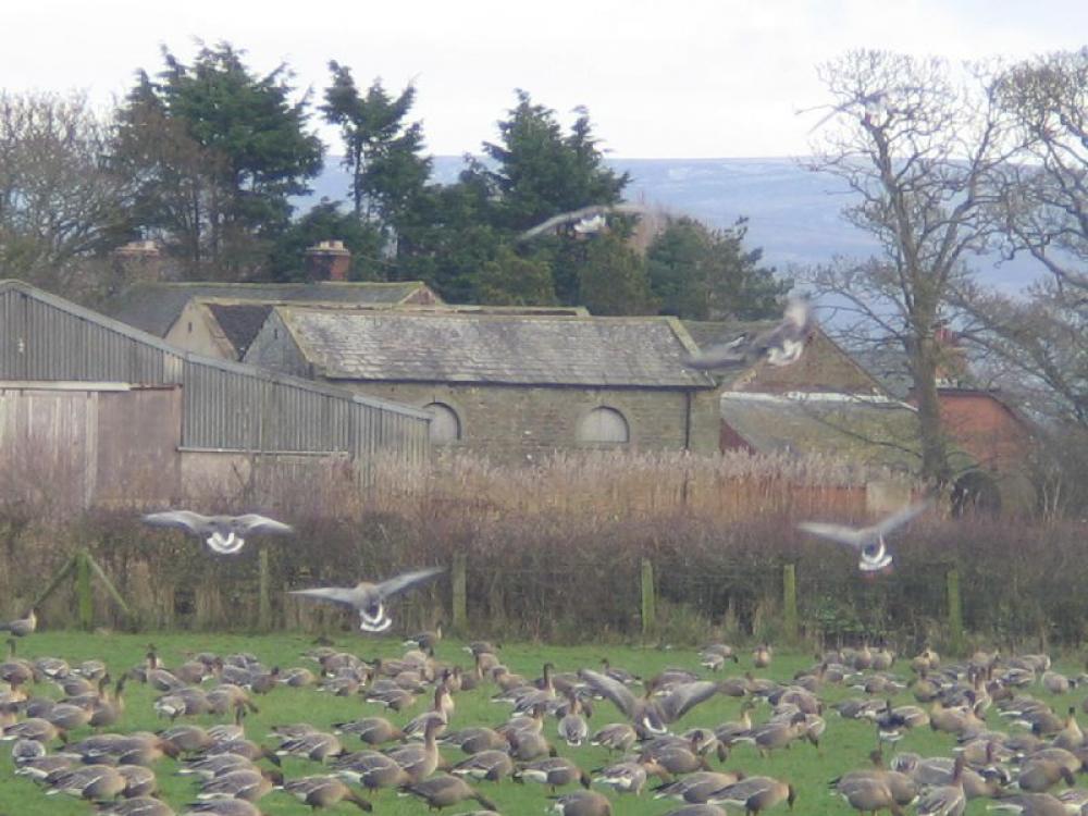 Pilling's Residents Gallery Main Photo